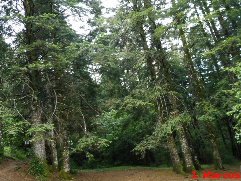 bosque fuentes paco